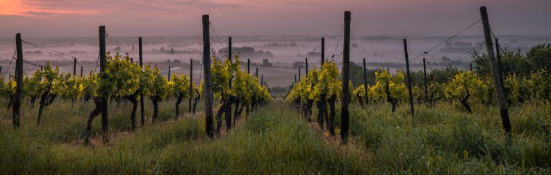 wine logistics