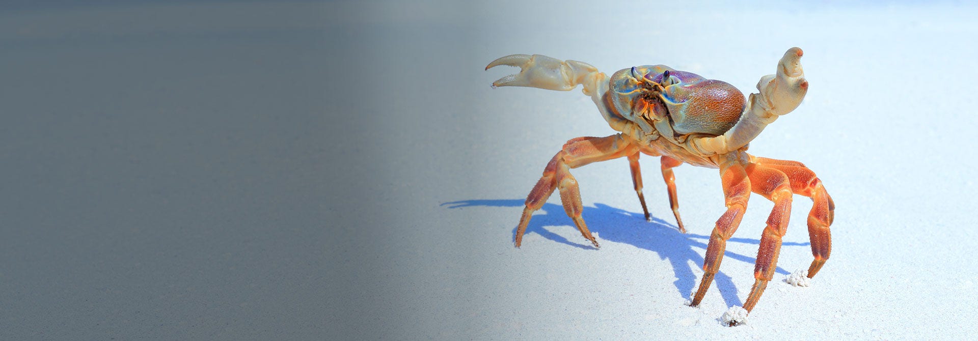 Crab walking on sand