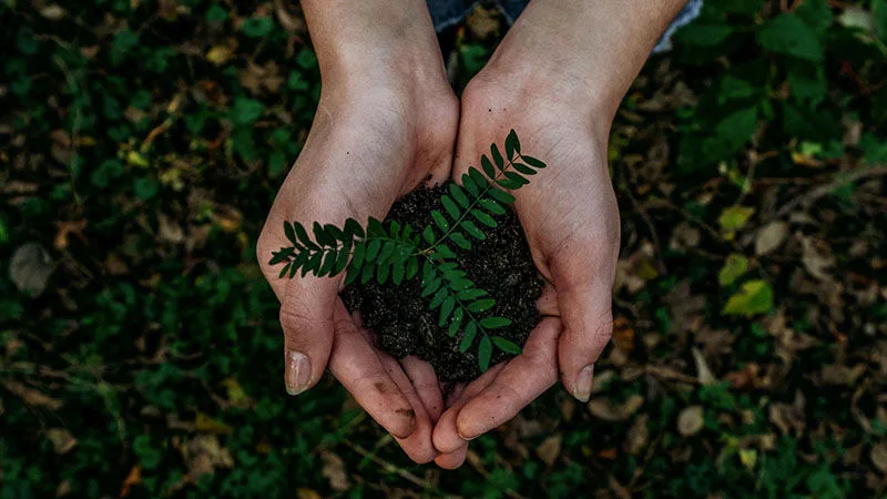 hand holding seedling