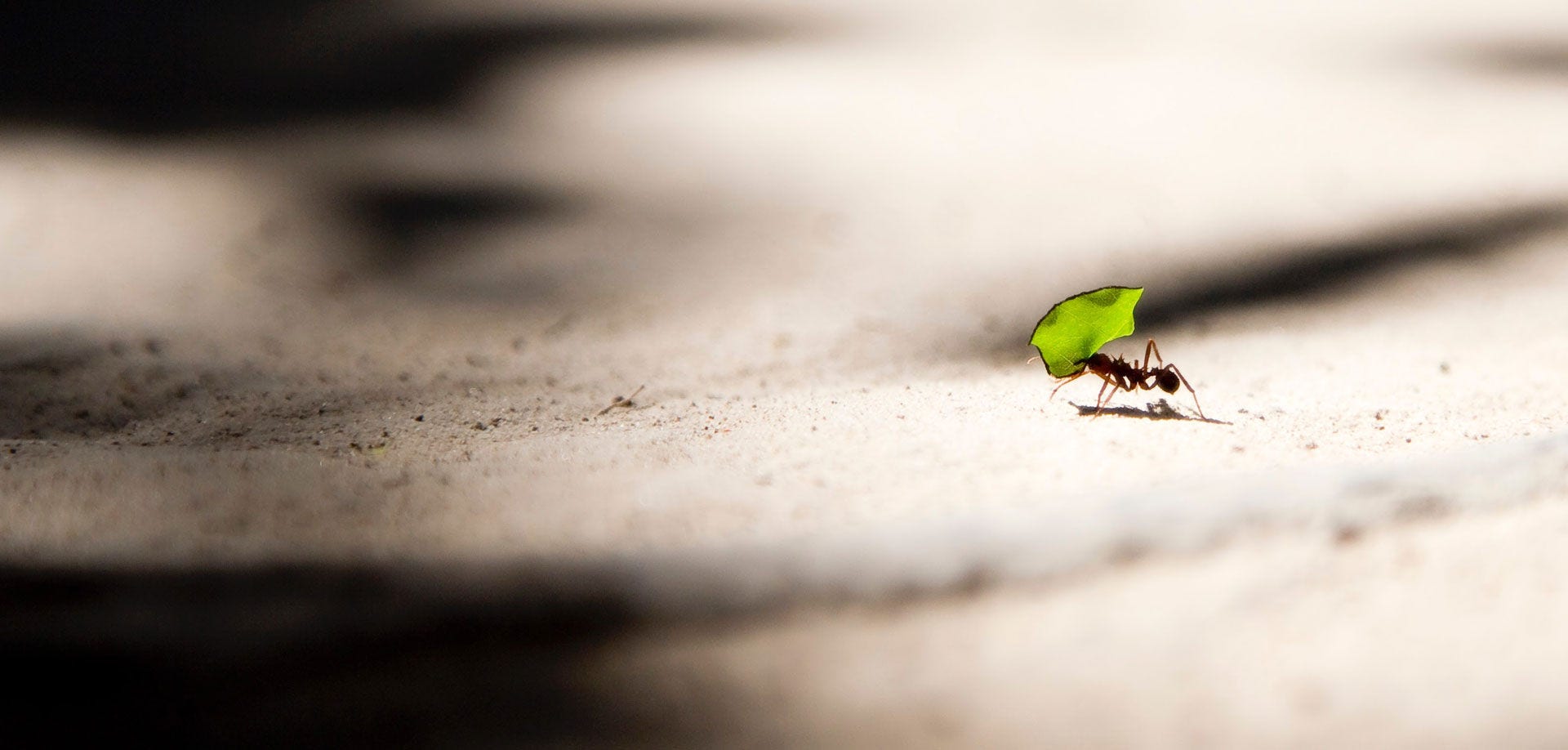 ant carrying a leaf