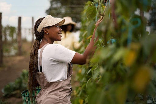 What the New Trade Protocol Means for South African Stone Fruit Exporters