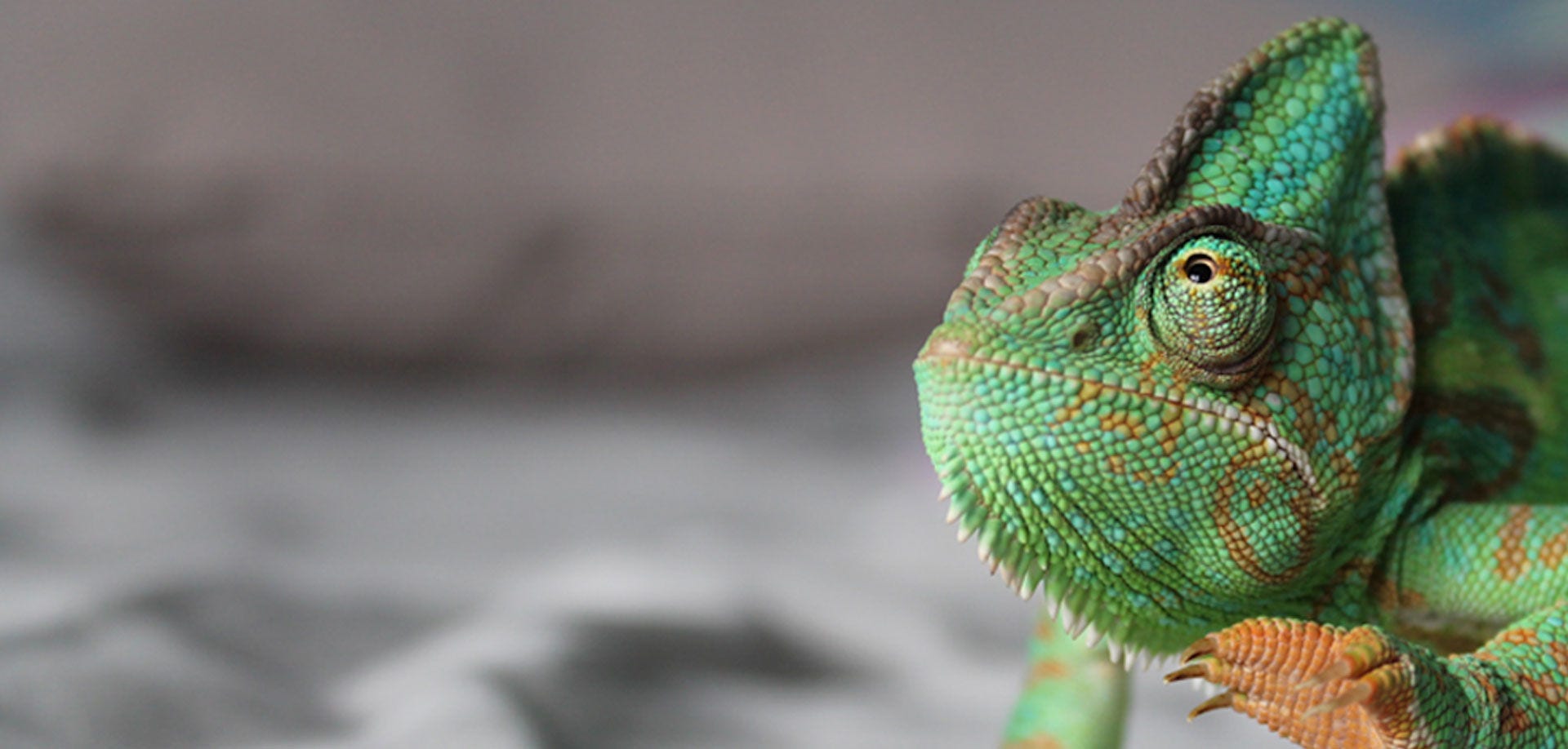 green chameleon