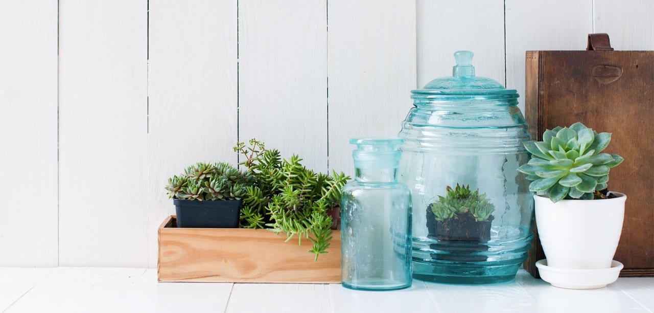 plants in vases