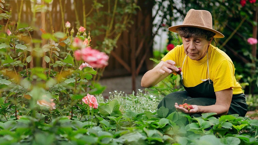 woman picking strawberries