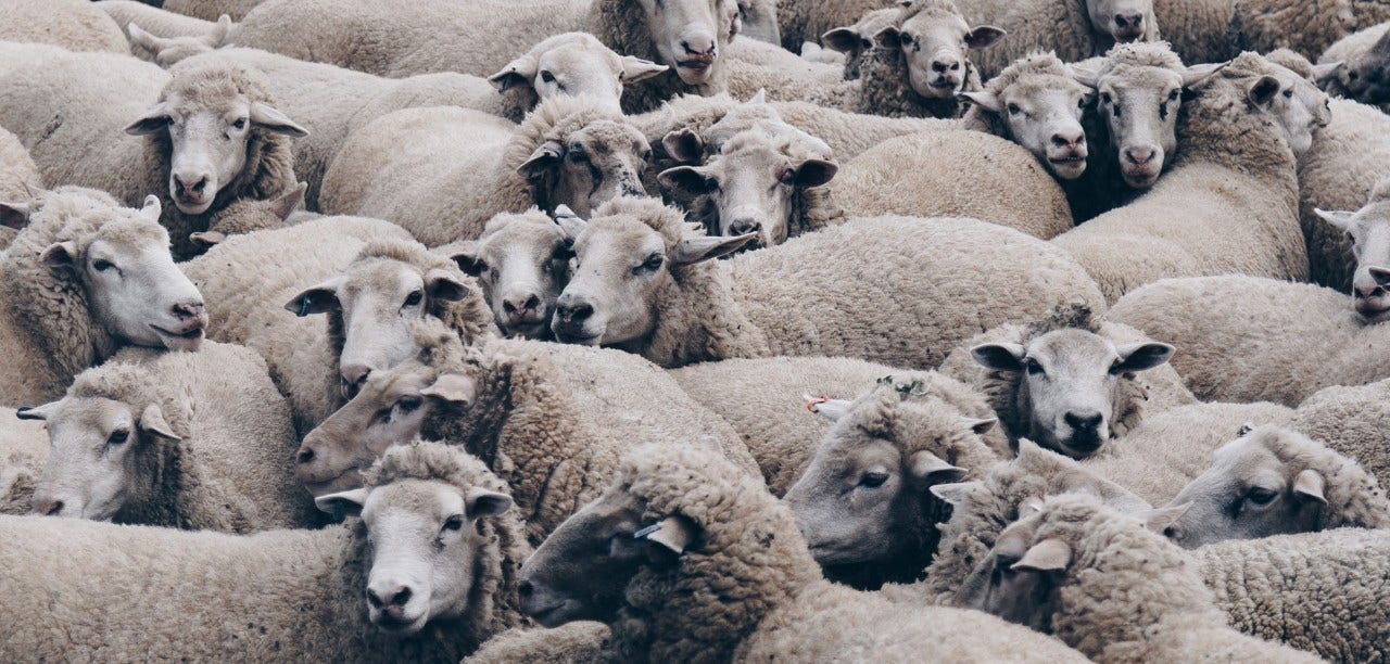 a group of sheep