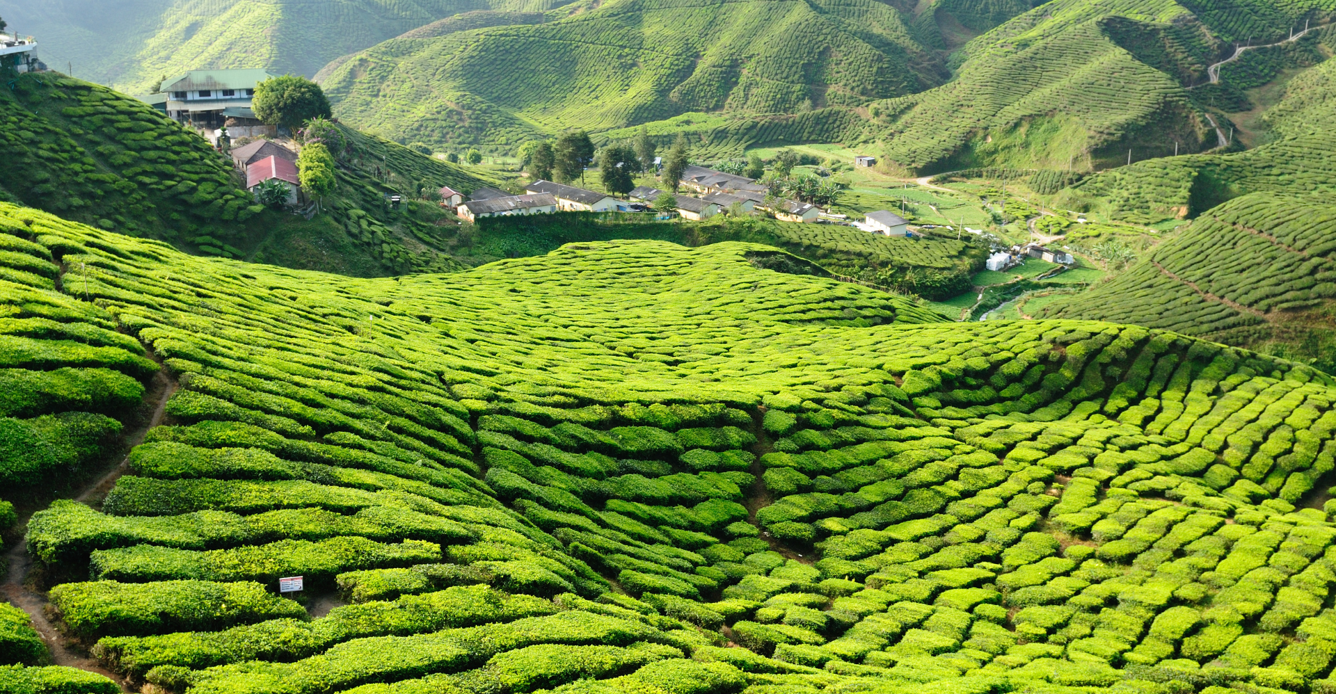 Malaysia Tea Export