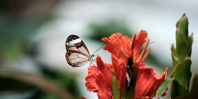 butterfly on a flower
