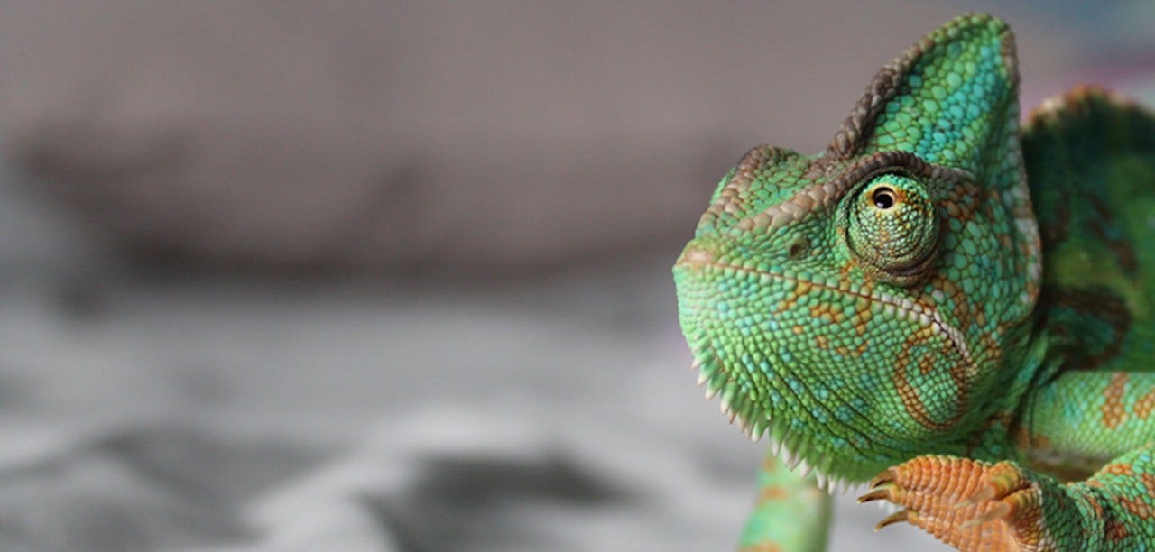 green chameleon