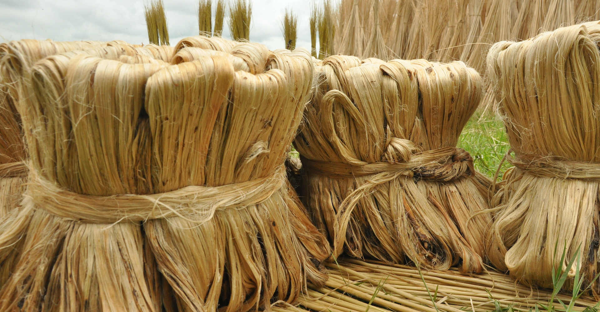 Jute vegetable fiber