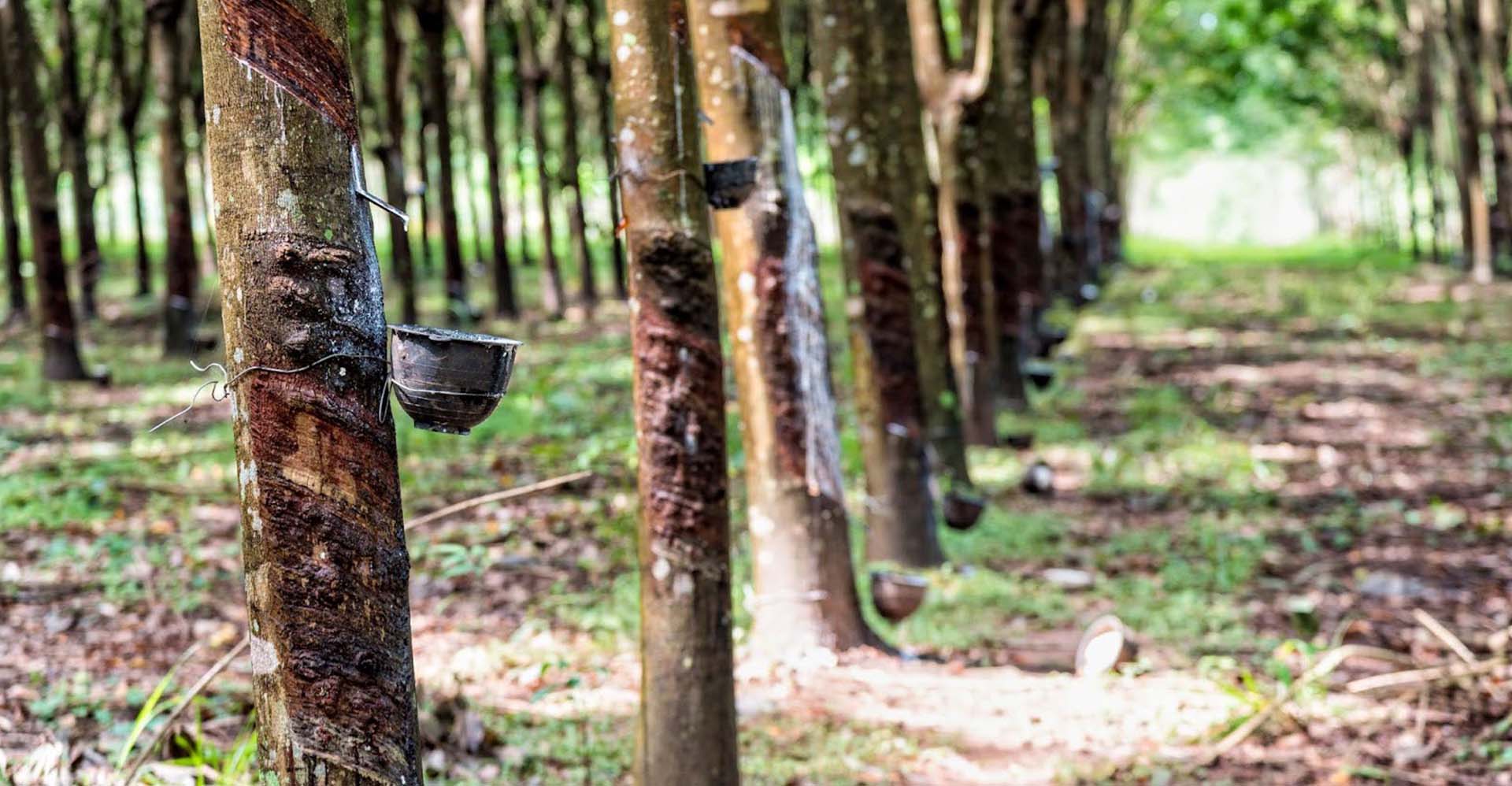a rubber tree plantation in Malaysia