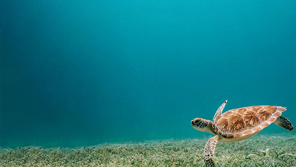 Mobile header Alive 2 Dive 991x558