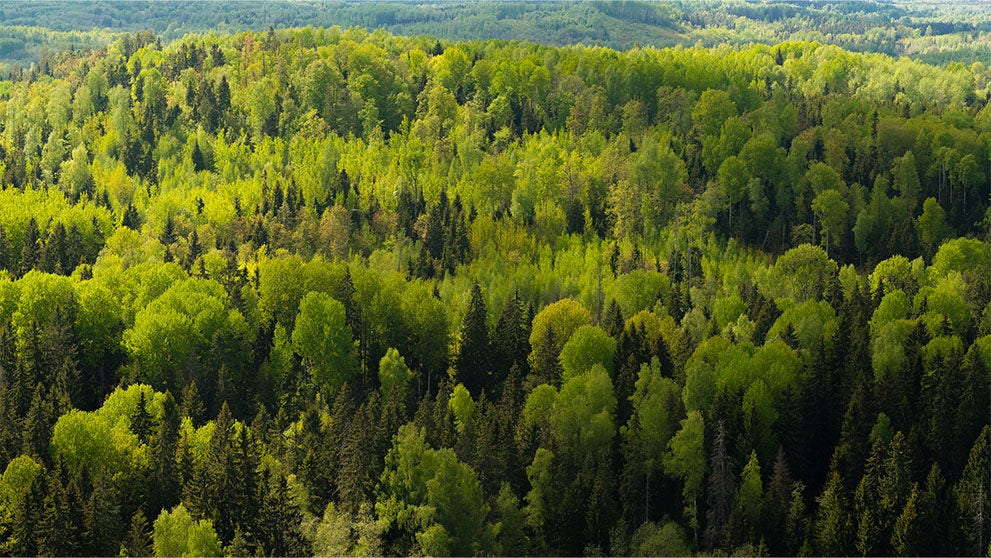 View of forrest of birch and green pine trees on a sunny summer day with a bright blue sky. Captured from above.