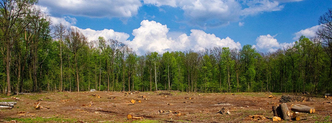 Logs and stumps on the ground; green trees and blue sky in the background.