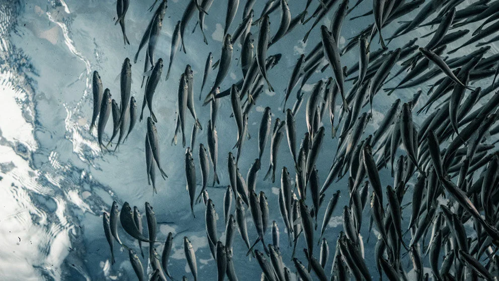 shoal of fish in the sea
