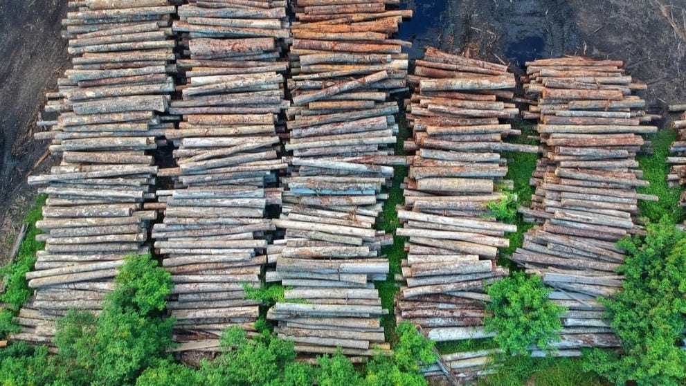 deforestation