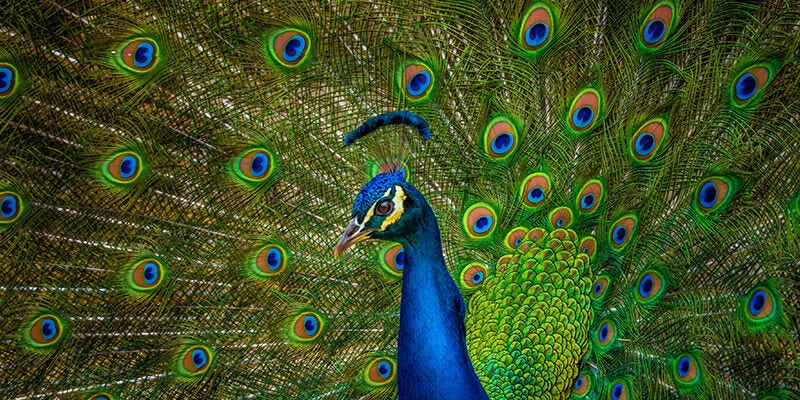 Marqueur de texte alternatif de l’image