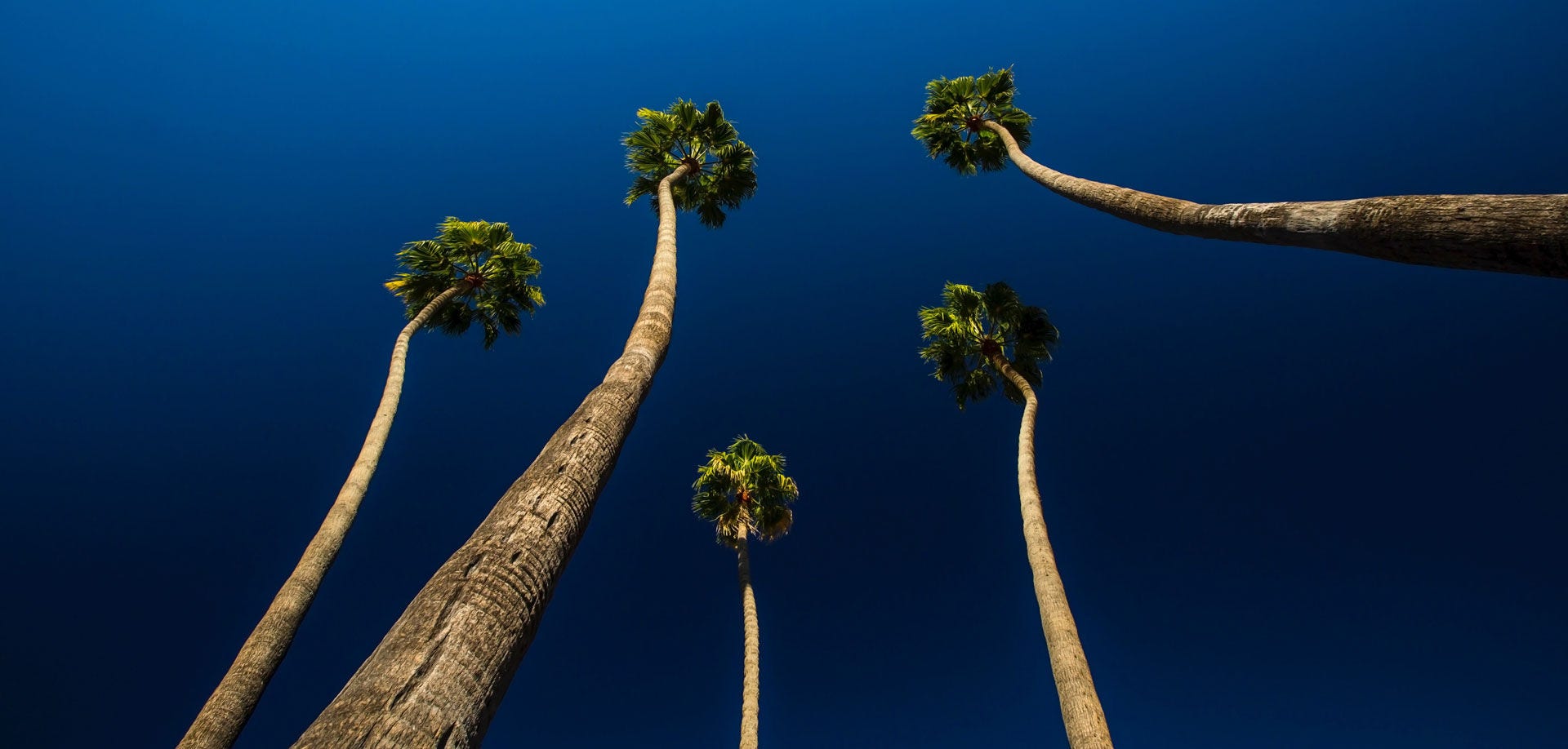 palm trees