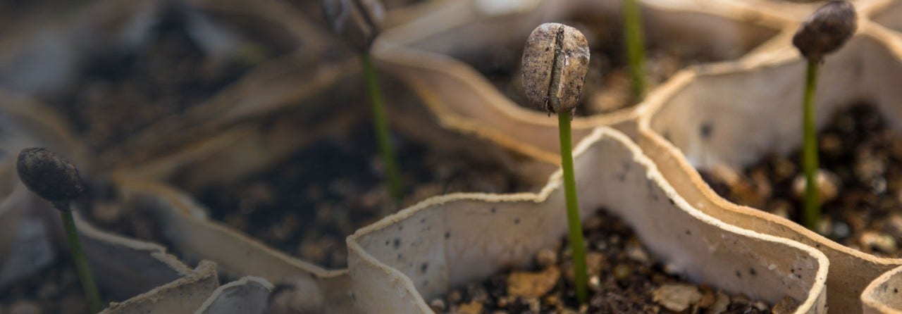 Seeds sprouting from seed bags