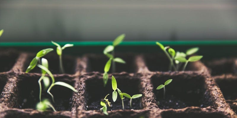 Plants growing through soil