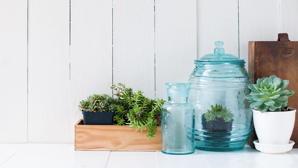 plants in vases