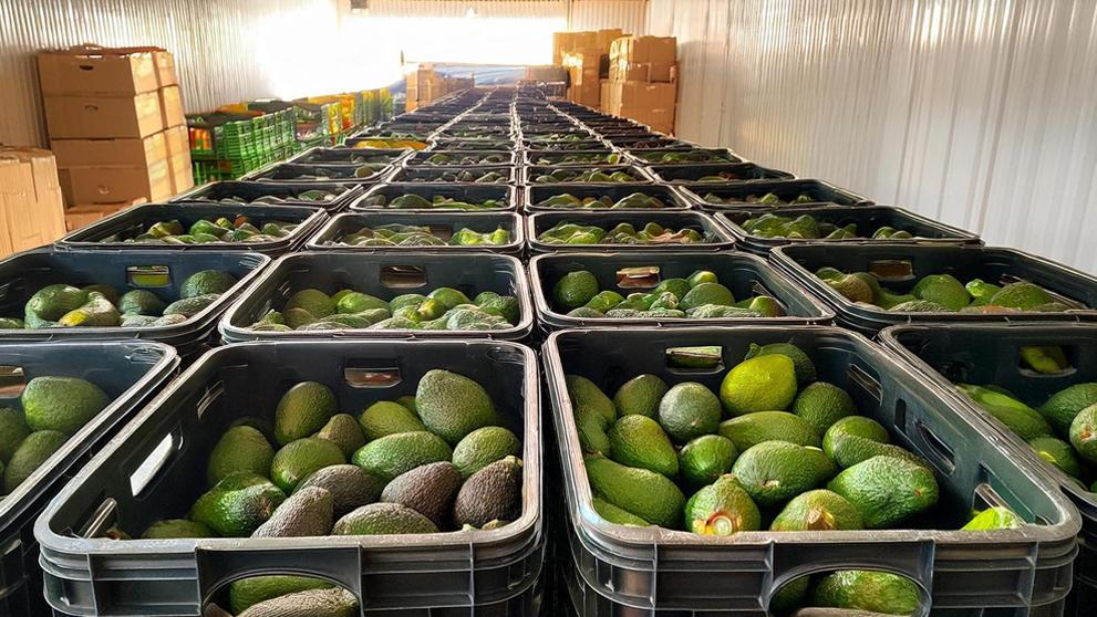 Growing Kenyan Avocados for Local and International Markets