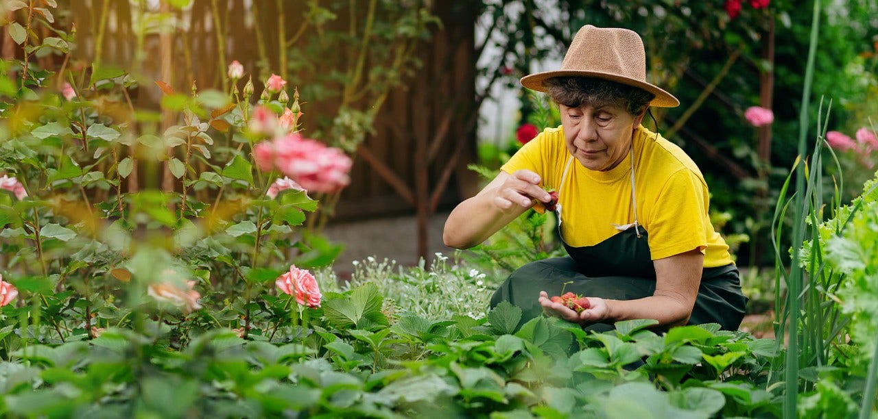 woman picking strawberries