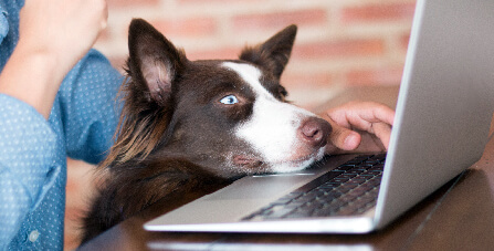 Pet lovers drive up e-commerce sales