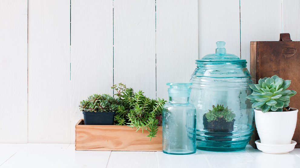 plants in vases