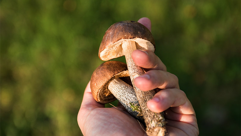 Magical mushrooms enter the sustainable-packaging arena