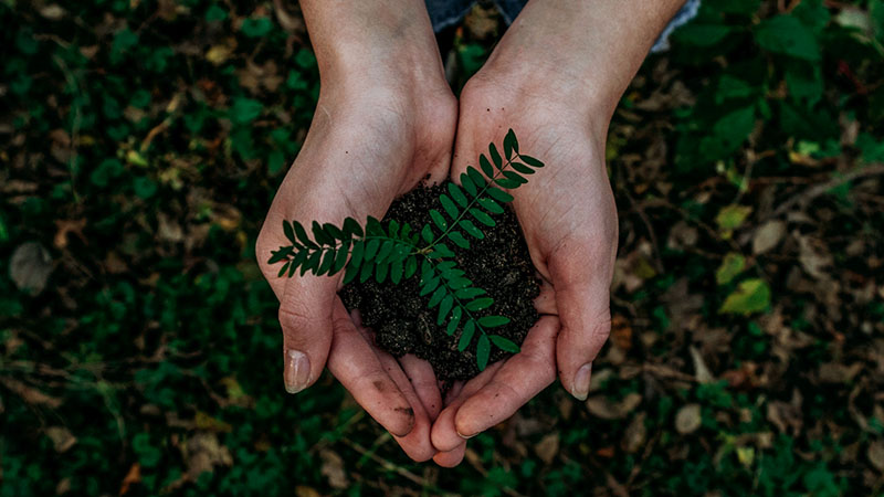 hand holding seedling