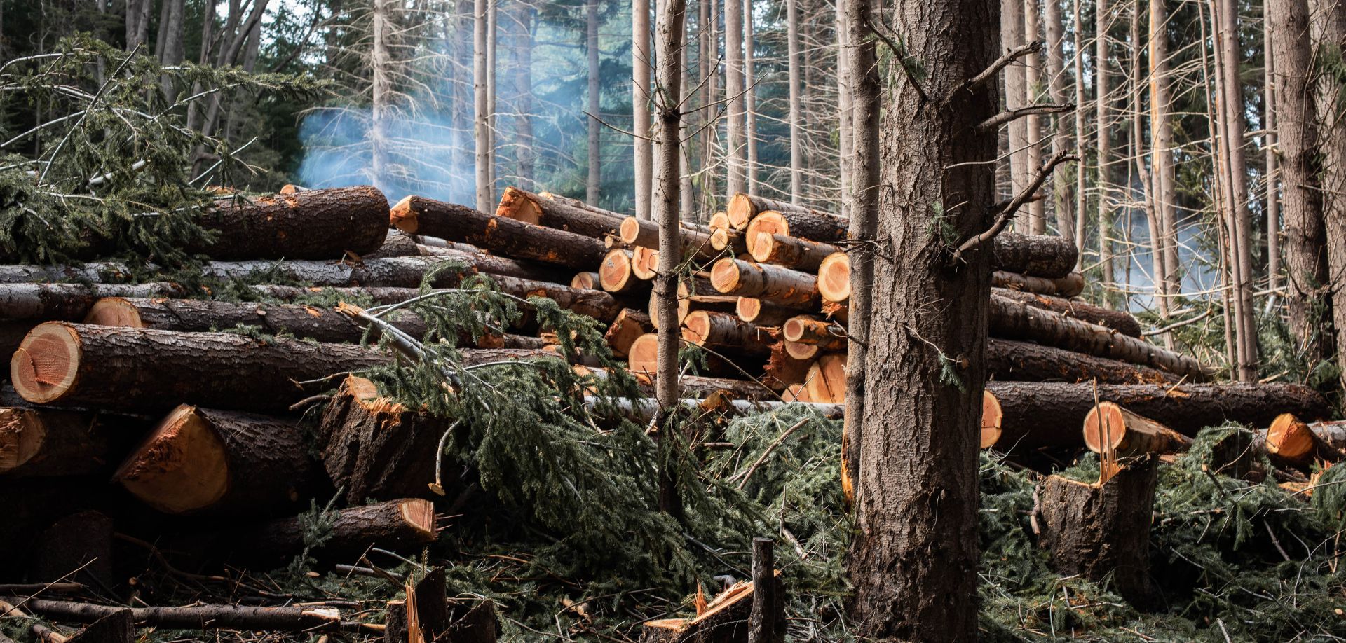 eu deforestation regulations