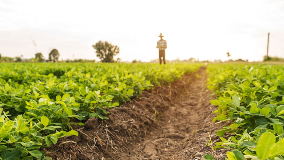 From Harvest to Market: Making Money Moves