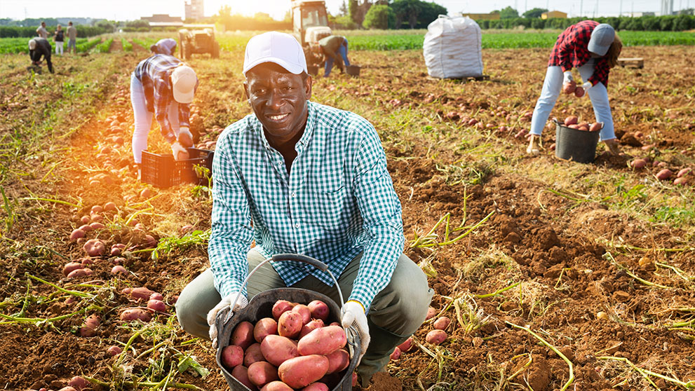 Three Paths to Success: SMEs Leading the Way