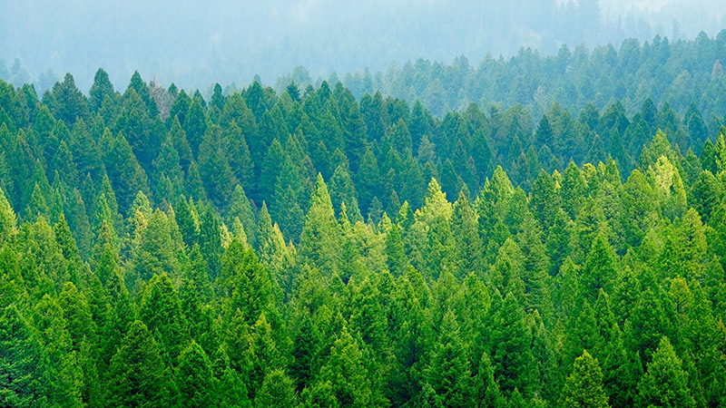 소비자 중심 디자인