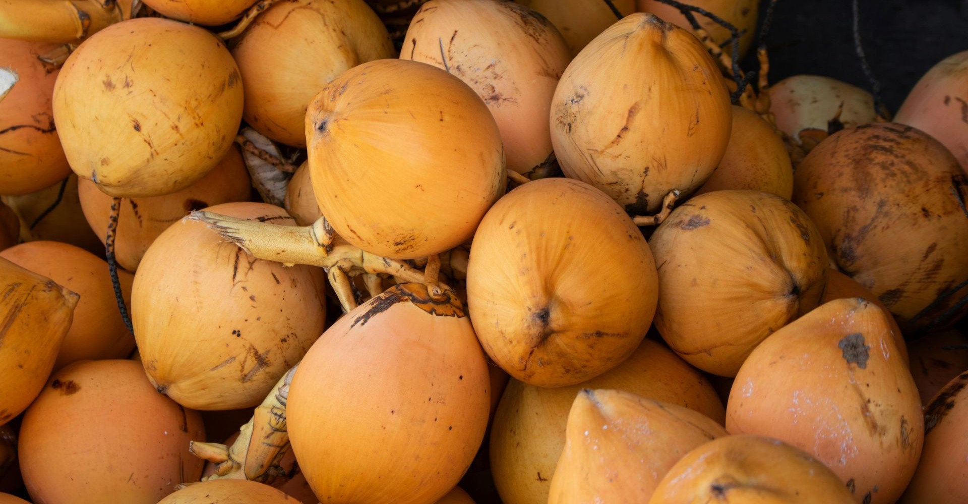 A pile of fresh king coconuts in Sri Lanka, ready for export