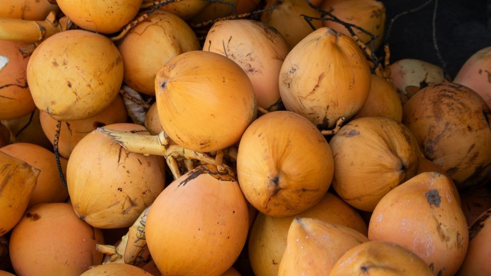 A pile of fresh king coconuts in Sri Lanka, ready for export